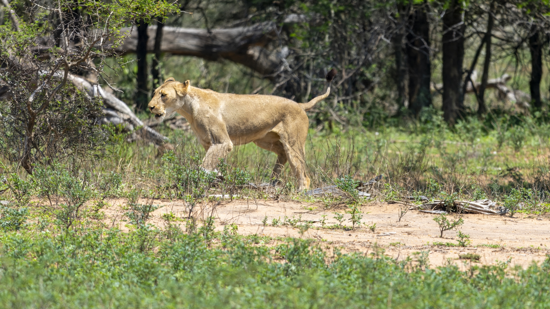 Kruger25 2025 11 01 09 55 16 ILCE 1M2 2344